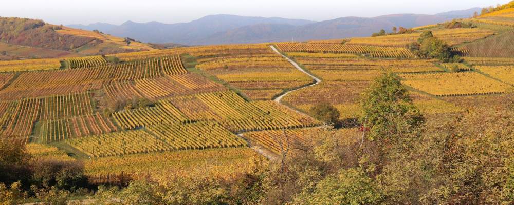 séjours sur la route des vins d'alsace