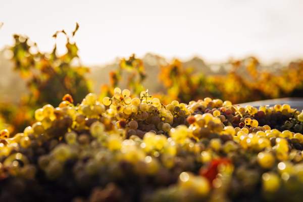 hotel sur la route des vignobles alsaciens